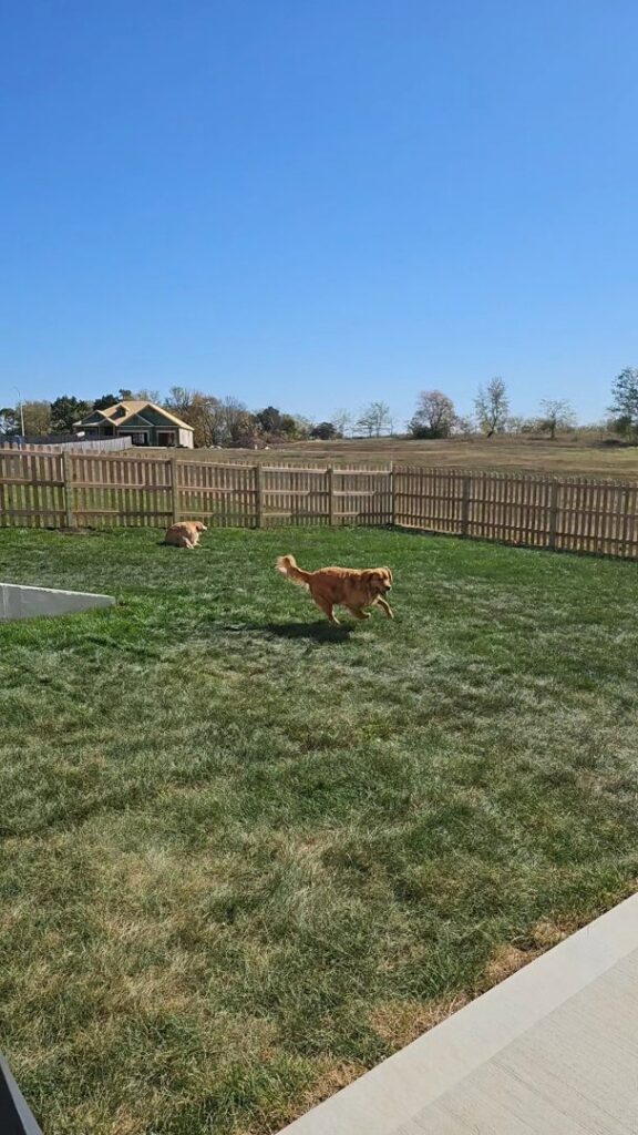 Two dogs playing happily in a newly fenced backyard by Hotshot Fencing and Gates in Kansas City, MO.