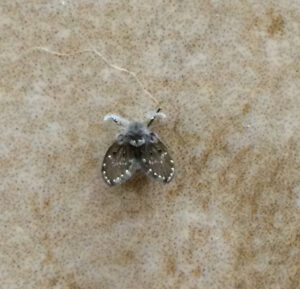 A small drain or moth fly with fuzzy wings on a tiled surface, a common pest handled by Southern Tier Professional Pest Control Inc. in Randolph, NY.