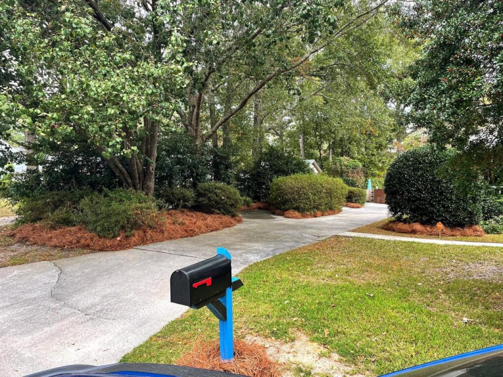 Landscaping with pine straw mulch along a driveway and around trees by Kirby's Lawn Care Service in Franklinton, LA.