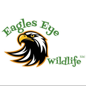 Eagles Eye Wildlife