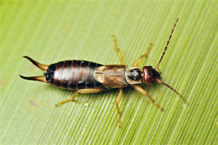 A close-up of an earwig on a green leaf, representing pest control services by Prestige Pest Management in Brighton, CO.
