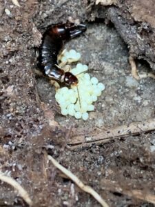 A close-up of an earwig with its eggs, demonstrating pest identification by Pinnacle Pest Solutions in Hilton Head Island, SC