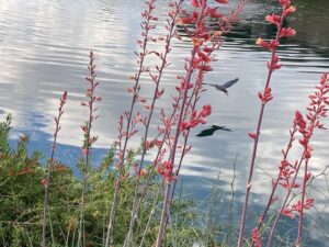 An Ecobee smart thermostat installed on a wall by Schiller Heating & Cooling in Tempe, AZ.