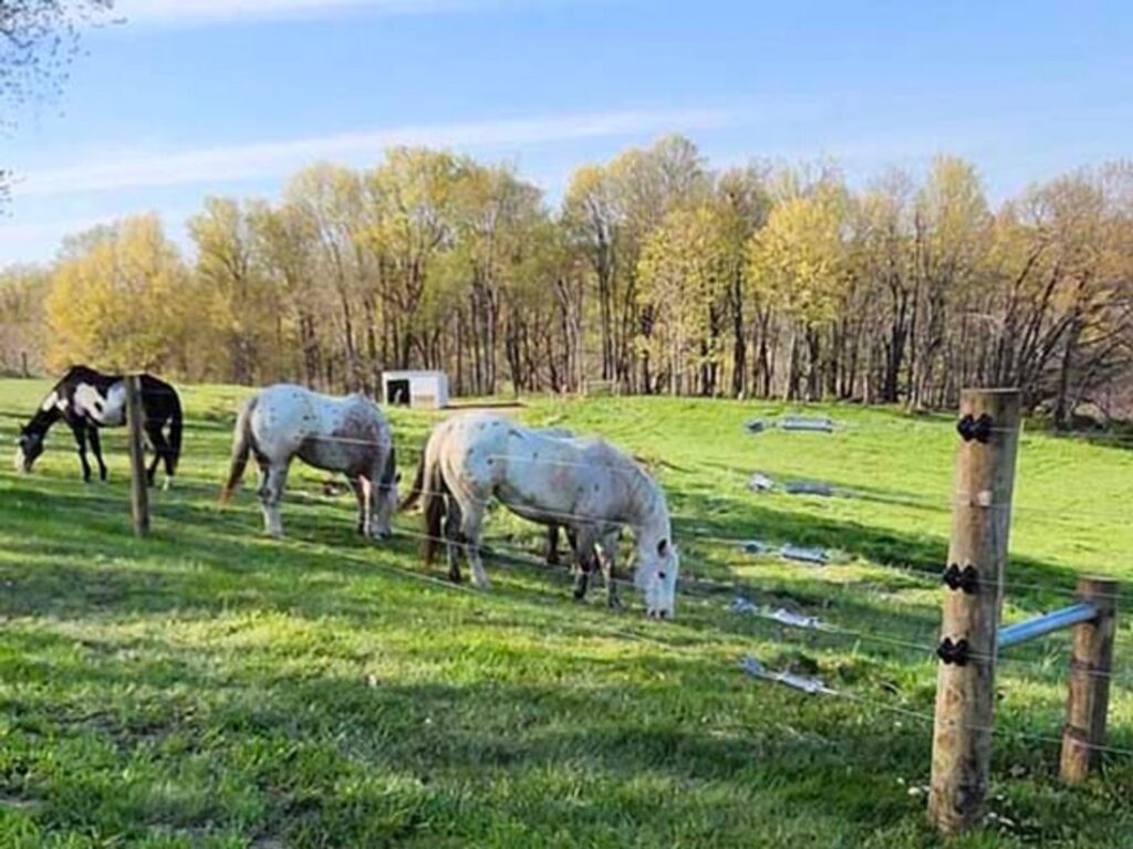 Horses grazing in a pasture enclosed by an electric fence installed by H&S Fencing & Supply in Linden, WI.