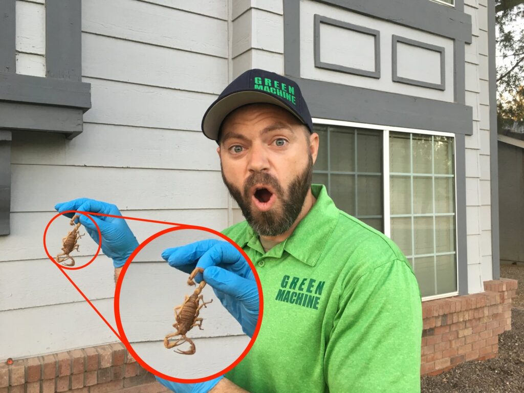 A Green Machine Pest Control employee in Mesa, AZ, wearing gloves and holding two scorpions.