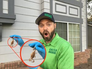 A Green Machine Pest Control employee in Mesa, AZ, wearing gloves and holding two scorpions.