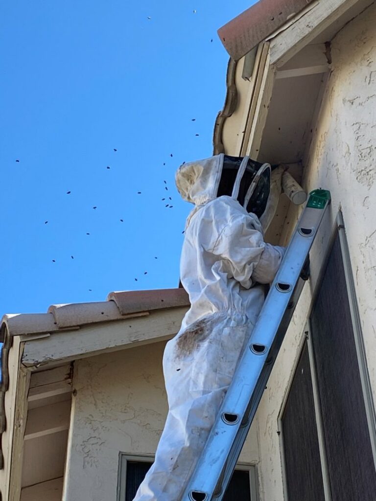 A Green Machine Pest Control employee in a bee suit on a ladder, actively removing a bee hive from a building in Mesa, AZ.