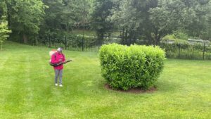 An employee from Mosquito Authority spraying a large bush in a residential yard for pest control in Charlotte, NC.