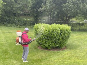 An employee from Mosquito Authority treating shrubbery with a backpack sprayer for pest control in Charlotte, NC.