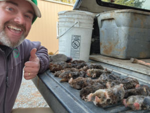 An employee proudly displays a successful mole catch in the back of a truck for All Friendly Mole Control & Pest Services in Saint Joseph, MO.