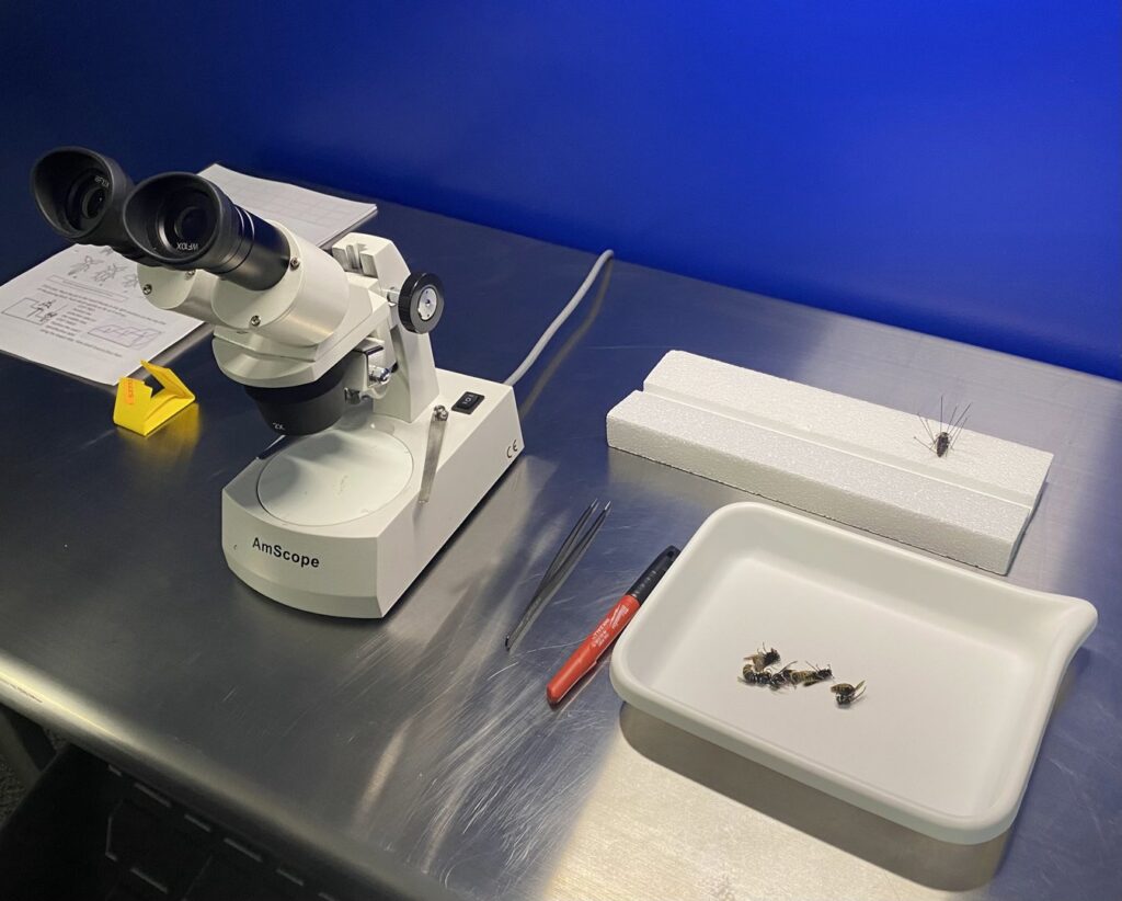 An entomology lab with a microscope, tweezers, and insect specimens for identification at Perimetek Pest Management in East Syracuse, NY.