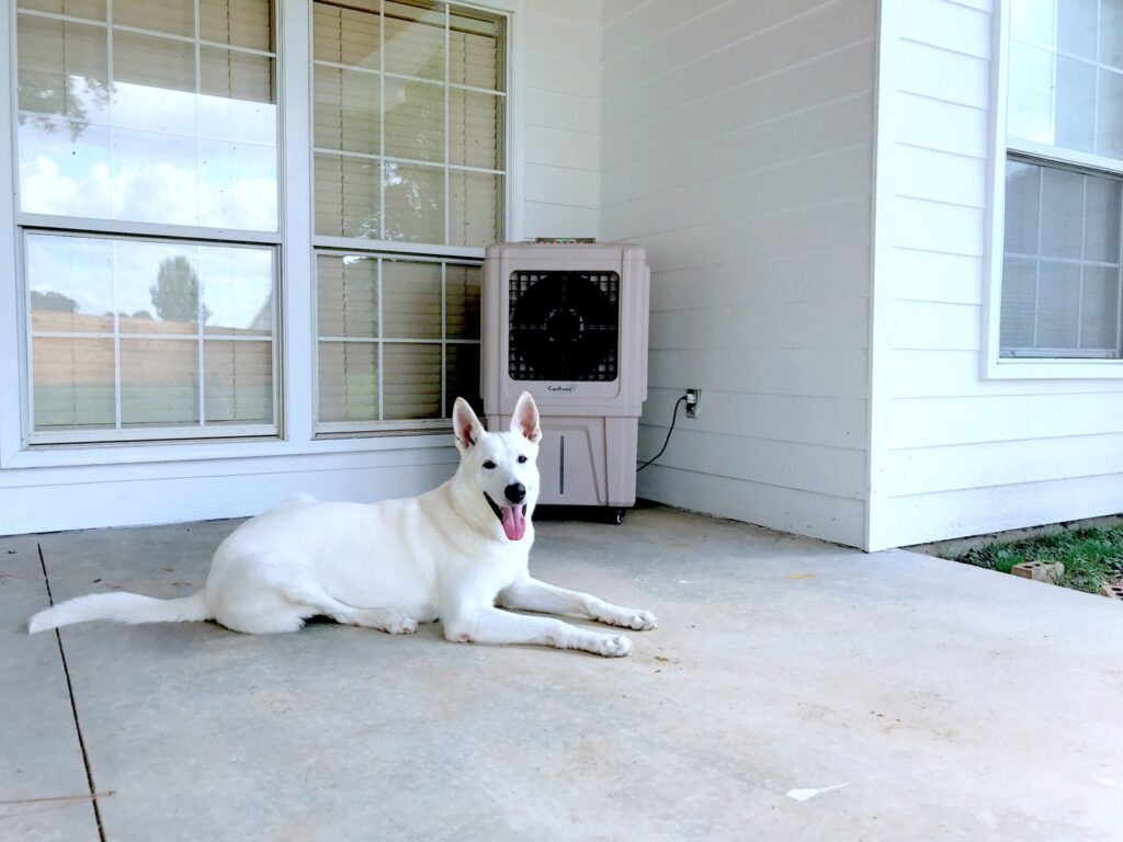 An evaporative cooler on a patio with a white dog relaxing nearby, installed by Cajun Kooling in Broussard, LA