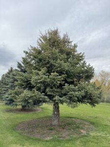A large evergreen tree showing browning at the top, a plant health issue that Pest One can treat in Bozeman, MT.