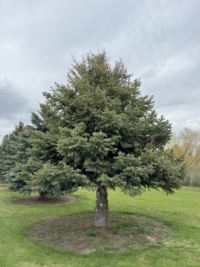 A large evergreen tree showing browning at the top, a plant health issue that Pest One can treat in Bozeman, MT.