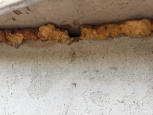 Expanding foam chewed open by pests, indicating an entry point, handled by Critter Mitch in Shawnee, KS.