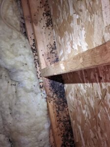 Extensive animal guano found in an attic space, indicating a severe pest infestation for New England Wildlife Control in Salem, NH.