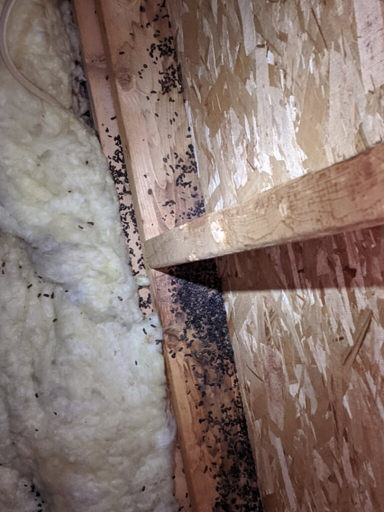 Extensive animal guano found in an attic space, indicating a severe pest infestation for New England Wildlife Control in Salem, NH.