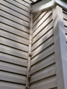 Extensive spiderwebs and debris on house siding, indicating a pest control issue, by A Better Way Pest Solutions LLC in Rock Hill, SC