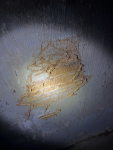 Extensive termite mud tubes and damage on a concrete wall, showing pest activity for Pest Lock, Inc. in Vancouver, WA.