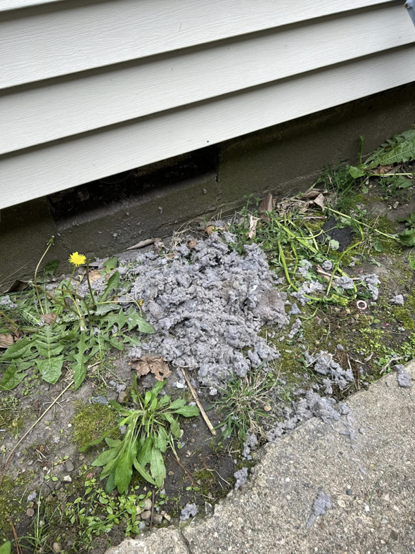 Exterior view of lint removed during a dryer vent cleaning service by Front Line Heating and Cooling in West Lafayette, IN.