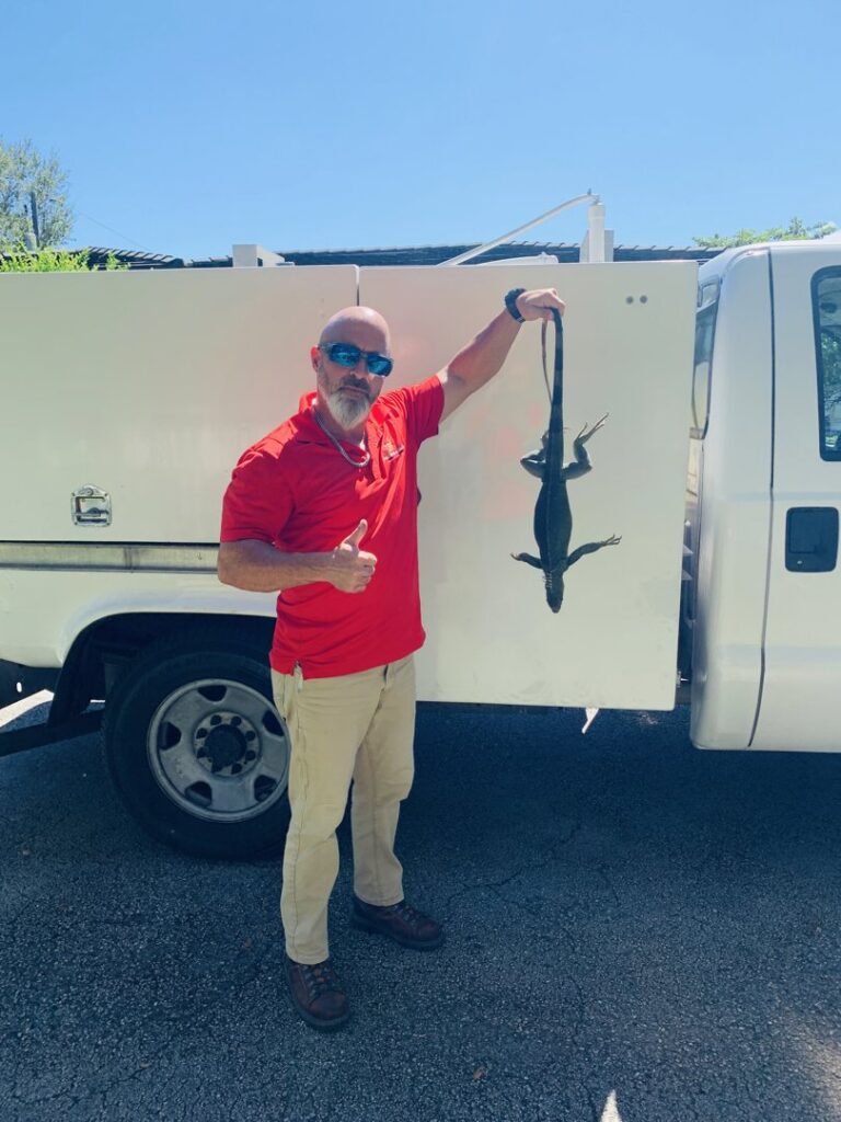An exterminator holding a removed iguana next to a work truck, showcasing wildlife control services by Fearless Exterminator in Miami, FL