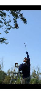 An exterminator from Kulyk Exterminators Inc on a ladder spraying a large wasp nest hanging from a tree branch in Buffalo, NY.
