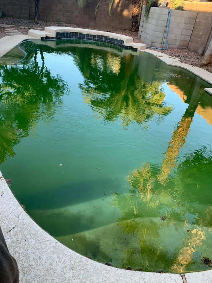 An extremely dirty, green pool, illustrating a common problem solved by Space Ranger Pools in Gilbert, AZ.