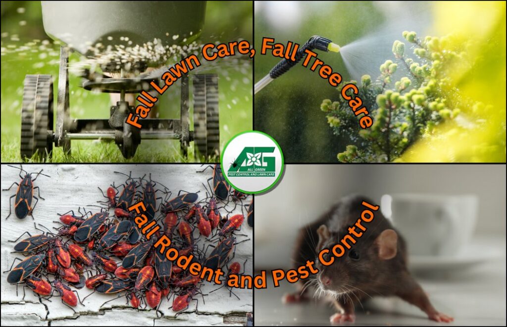A collage highlighting fall rodent and pest control services, including boxelder bugs and rats, by All Green Pest Control and Lawn Care in Provo, UT.