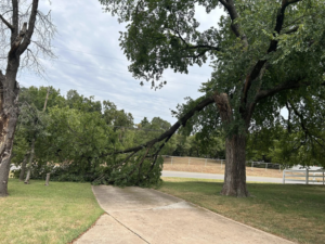 A large fallen tree branch across a driveway, ready for cleanup by Lawns Plus More LLC in Edmond, OK.
