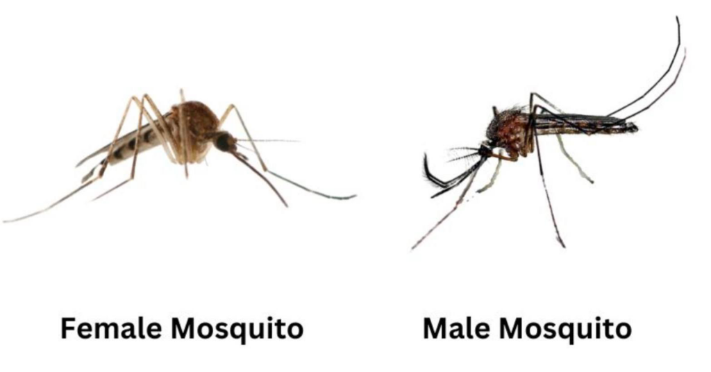 A side-by-side photo showing a female mosquito and a male mosquito, useful for pest identification by Pest Free for ME in Biddeford, ME.