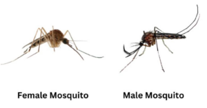 A side-by-side photo showing a female mosquito and a male mosquito, useful for pest identification by Pest Free for ME in Biddeford, ME.