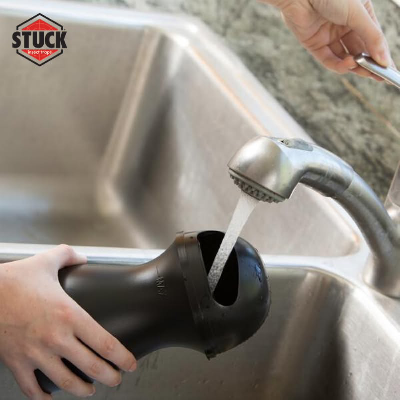 Hands filling a black pest control trap with water from a kitchen faucet for Stuck in Lancaster, PA.