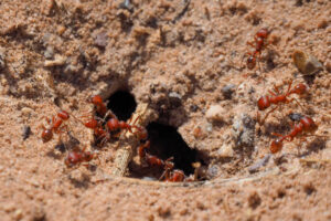 Close-up of fire ants gathered around their mound entrance, a common pest issue in Austin, TX.