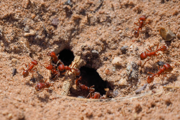 Close-up of fire ants gathered around their mound entrance, a common pest issue in Austin, TX.