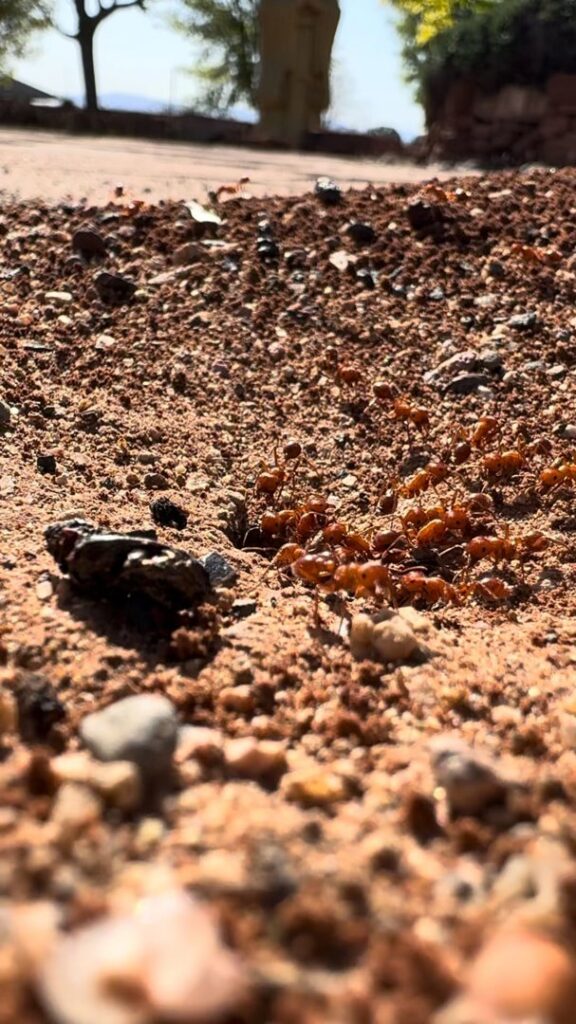 Close-up of fire ants crawling on the ground, indicating a pest infestation for Barefoot Mosquito & Pest Control in Austin, TX.
