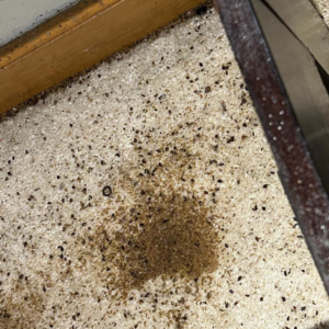 A severe flea infestation visible on a light-colored carpet, indicating a pest control need for Hug-A-Bug Pest Control & Termite in Virginia Beach, VA.