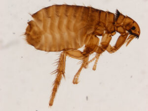 A microscopic view of a flea, a common biting pest controlled by Valley Pest Control in Oshkosh, WI.