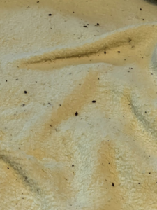 Evidence of a flea or bed bug infestation with dark specks on a light-colored fabric, addressed by 1St State Pest & Home Services in Middletown, DE.
