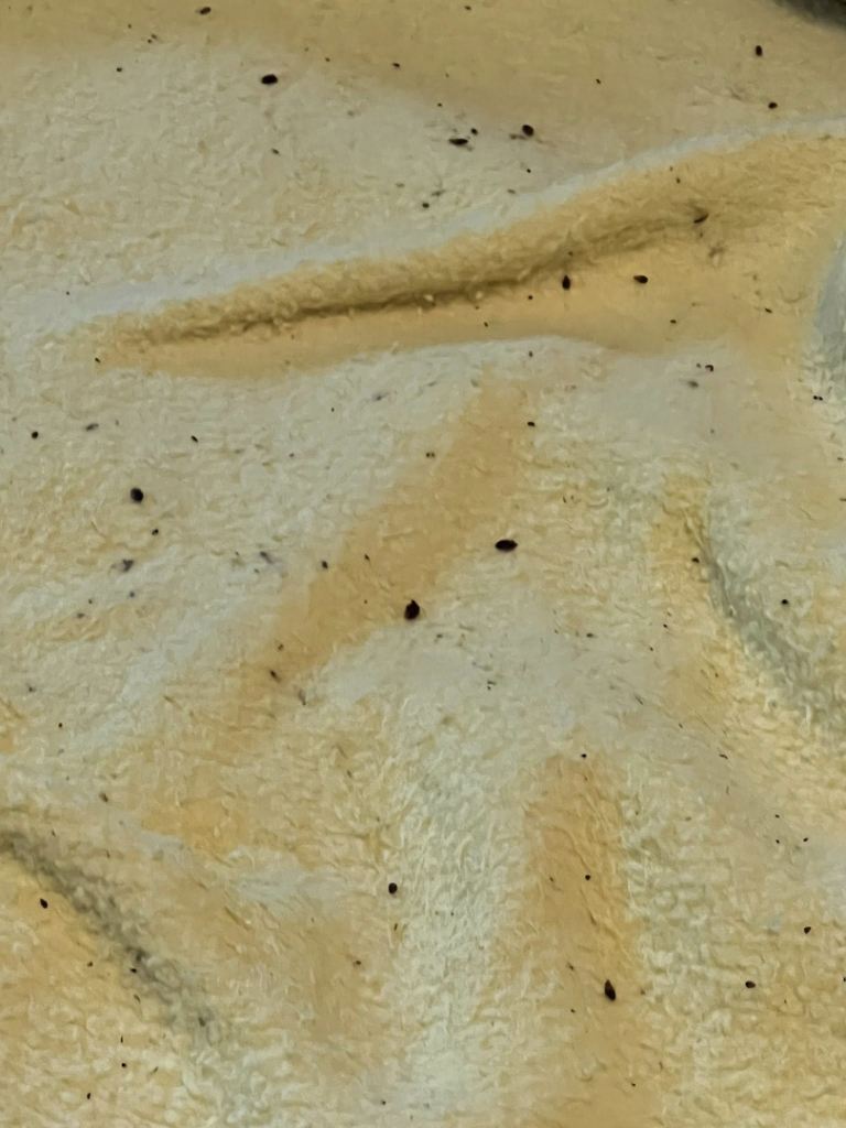 Evidence of a flea or bed bug infestation with dark specks on a light-colored fabric, addressed by 1St State Pest & Home Services in Middletown, DE.