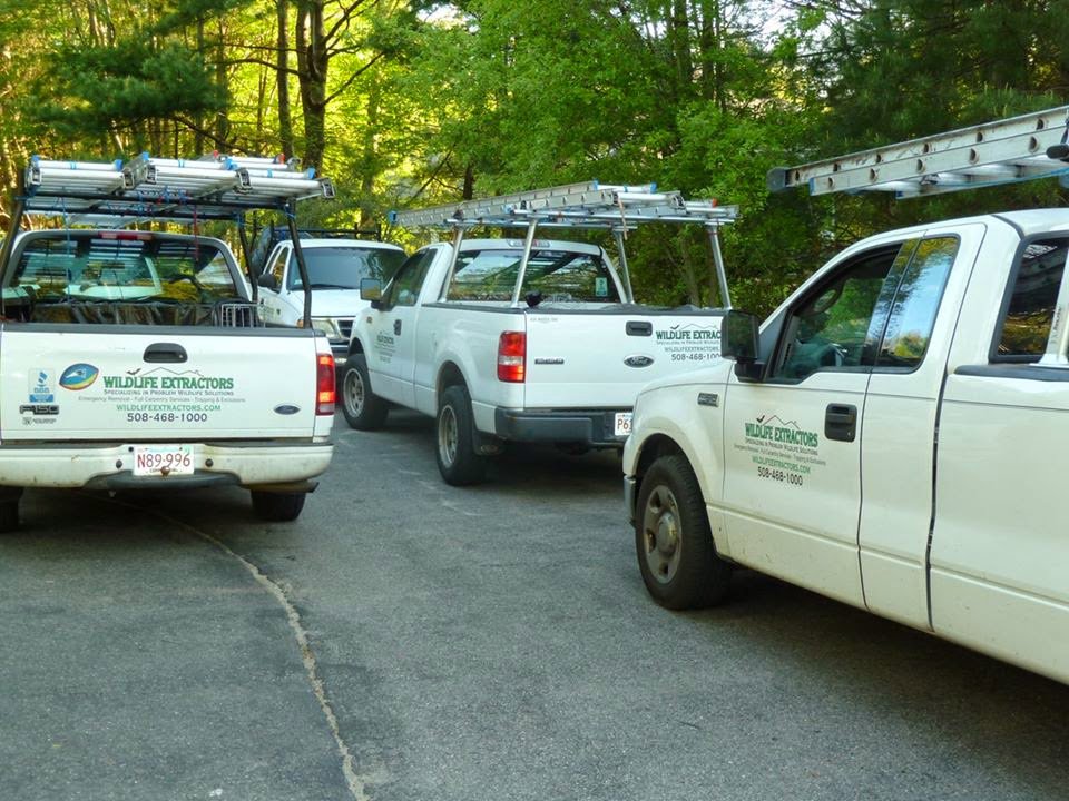 A fleet of Wildlife Extractors service trucks with ladders, ready for wildlife and pest control jobs in Bridgewater, MA.