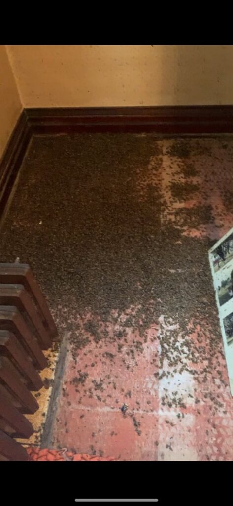 A floor completely covered with a massive number of dead insects after a successful pest treatment by Moderno Pest Control in Fort Wayne, IN.