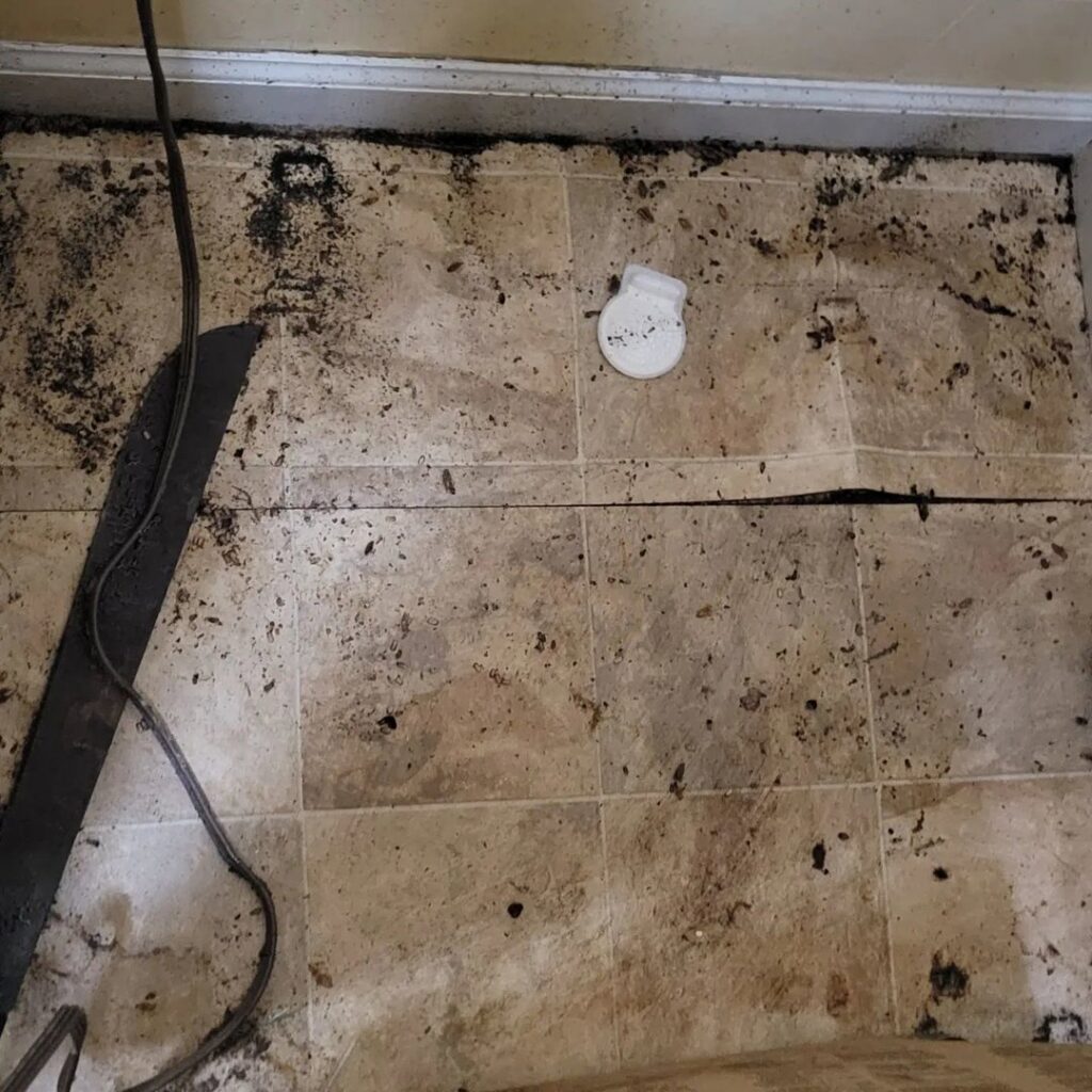A dirty floor showing signs of a severe pest infestation with droppings and debris, indicating a need for services from Pest In Class Exterminating in Johnson City, TN.