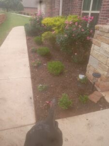 A gloved hand pointing at a vibrant landscape bed with flowering shrubs and mulch, maintained by A & A Lawn Care Service LLC in Edmond, OK.