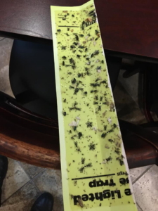 A yellow sticky fly trap covered with numerous flies and other flying insects, demonstrating pest control efforts by Bugstoppers Pest Control in Elizabeth, NJ.