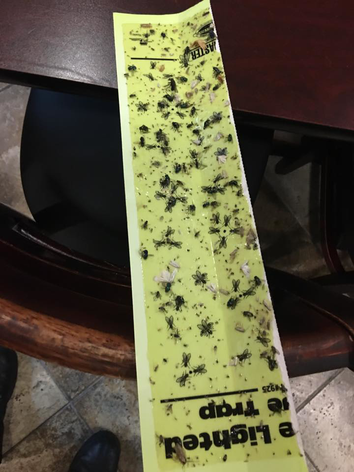 A yellow sticky fly trap covered with numerous flies and other flying insects, demonstrating pest control efforts by Bugstoppers Pest Control in Elizabeth, NJ.