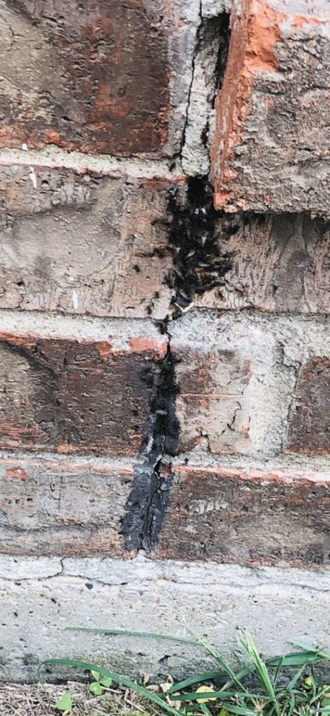 A close-up of a flying ant colony emerging from a crack in a brick wall, handled by D' Bug Man Pest Control in Arlington, TX.