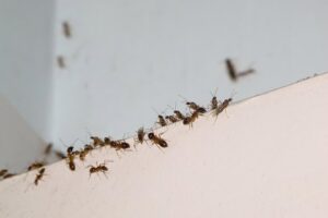 A group of flying ants and regular ants on a white surface, indicating an infestation, by Blue Rose Pest Control in Fremont, NE.
