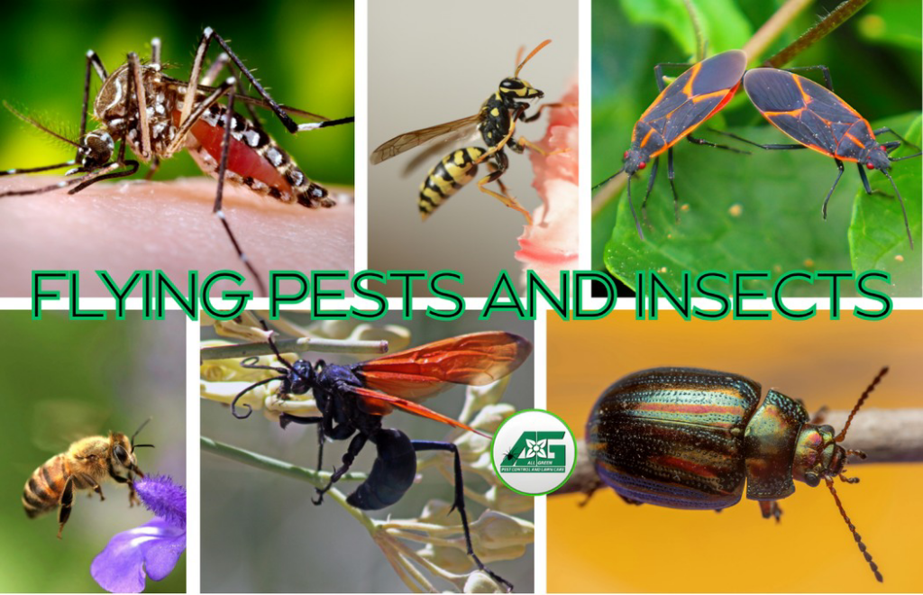 A collage of common flying pests and insects controlled by All Green Pest Control and Lawn Care in Provo, UT.