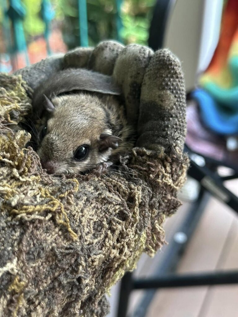 A small flying squirrel being safely handled with a glove for wildlife removal by Rays Property maintenance and Pest Control in Churchville, NY