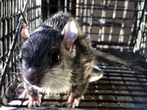 A flying squirrel captured in a cage trap, showcasing wildlife removal by Southern Wildlife Management in Johns Creek, GA